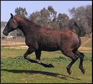 extreme curly horse